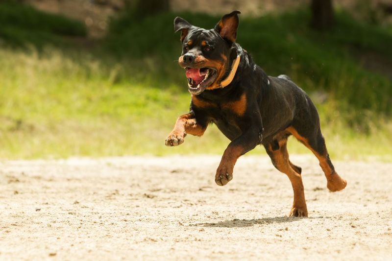 My child has been injured in a dog attack. What compensation claim can be made?