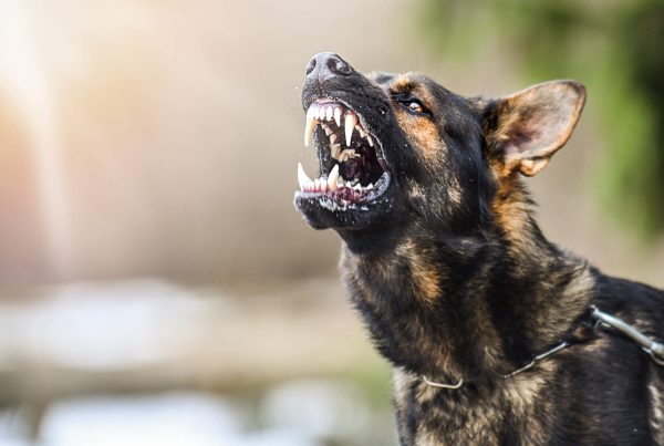 Resources Dog Attack Compensation