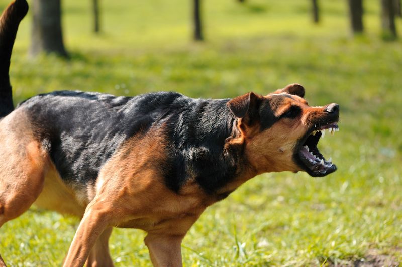 Dog Attacks on the Rise: What You Need to Know about Making a Compensation Claim