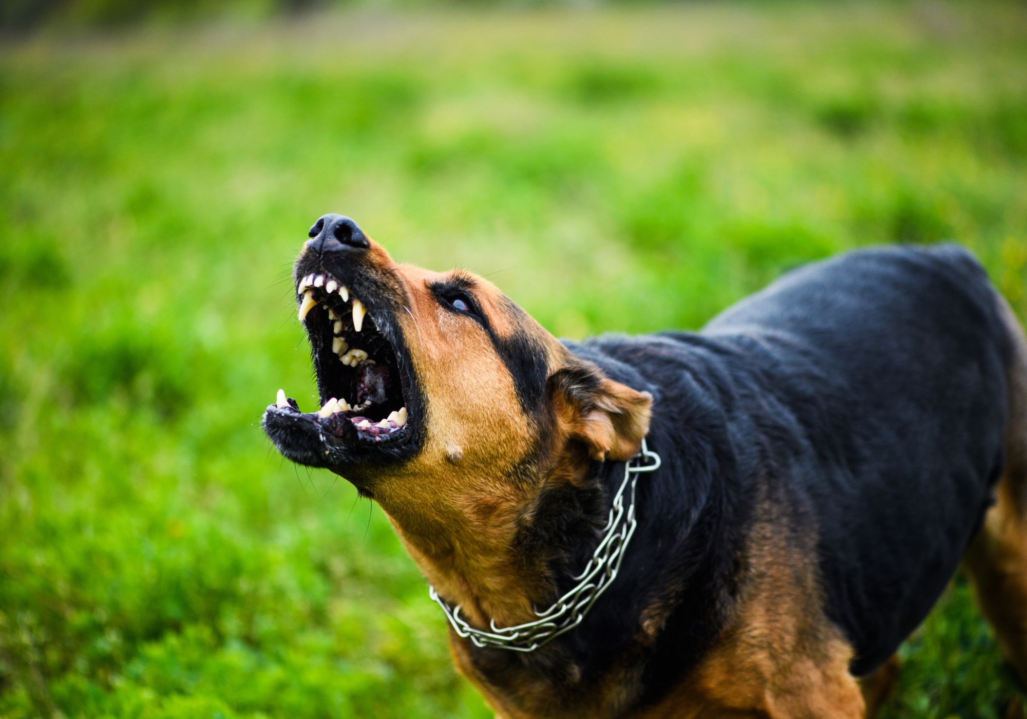 Dog Bite Injuries in Children: What Parents Need to Know